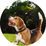 Produtos para pet